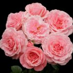 15 Variedades de Rosas Floribunda Perfectas para tu Jardín