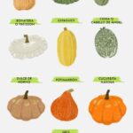 15 Variedades Inusuales y Raras de Calabaza para Este Año