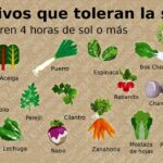 15 Verduras que Prosperan tanto al Sol como a la Sombra