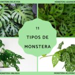 16 Fascinantes Variedades de Plantas Monstera para Conocer
