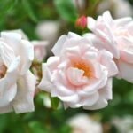 16 Hermosas Rosas Earth Kind Amigables con el Medio Ambiente