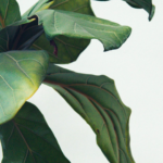 16 Problemas Comunes de la Planta Ficus Lyrata