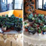 16 Suculentas Impactantes Para Tu Jardín Interior