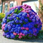 16 Variedades de Hortensias Rosadas con Colores Vibrantes