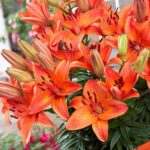 16 Variedades de Lirios Naranja para un Jardín Lleno de Color
