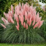 16 Variedades de Pastos Ornamentales Fáciles de Cultivar desde Semilla