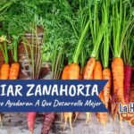 17 Aliados Vegetales para Cultivar Junto a las Zanahorias