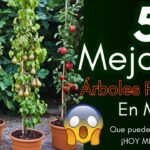 17 Árboles Ideales para Cultivar en Macetas