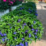 17 Arbustos de Flores Azules para Embellecer tu Jardín