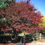17 Arbustos Nativos de Norteamérica Perfectos para tu Jardín