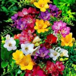 17 Bulbos de Flores Ancestrales para Cultivar Esta Temporada