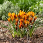17 Bulbos Otoñales para Colores Perennes Sin Esfuerzo