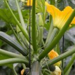 17 Claves para Cultivar Zucchinis Excepcionales en tu Jardín