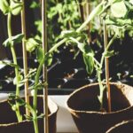 17 Consejos para Cultivar en Macetas a la Sombra