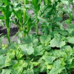 17 Cultivos Ideales para Sembrar en Tu Greenstalk este Día del Trabajo