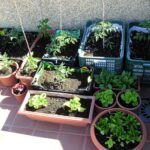 17 Deliciosos Verdes para Cultivar Fácilmente en Casa