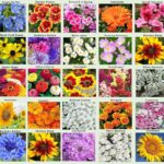 17 Flores para Sembrar desde Semilla Este Febrero