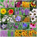 17 Flores Primaverales Efímeras Nativas del Noreste