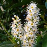 17 Flores que Prosperan en el Cálido y Húmedo Clima de Georgia