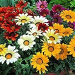 17 Hermosas Flores Ideales para Suelos Arenosos