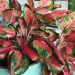 17 Hermosas Plantas de Interior con Hojas Rojas