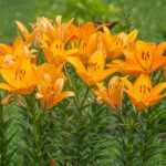 17 Hermosas Variedades de Lirios Amarillos para Iluminar tu Jardín