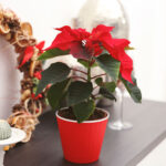 17 Ideas Sorprendentes de Plantas Navideñas para Tu Hogar