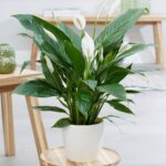 17 Plantas de Interior con Hermosas Flores Blancas