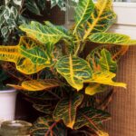 17 Plantas de Interior que Brotan a Partir de Hojas