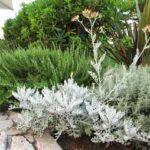 17 Plantas de Jardín con Brillo Plateado