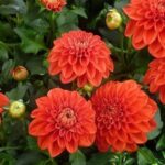 17 Plantas Ideales para Acompañar a tus Dalias