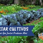 17 Plantas Ideales para Cultivar Junto al Maíz