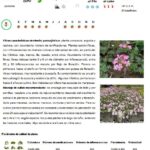 17 Plantas Nativas para Espacios de Cobertura Baja