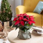 17 Plantas Navideñas Alternativas para Probar en 2023
