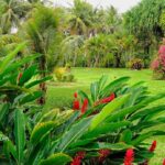 17 Plantas para un Jardín Tropical Exuberante