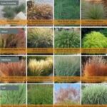17 Plantas Perennes Ideales para Jardines en Utah