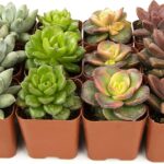 17 Plantas Suculentas Altas para Ampliar Tu Jardín