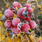 17 Rosales con Hermosos Escaramujos para Atractivo Todo el Año