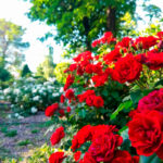 17 Rosas Intensas y Melancólicas Para un Jardín Dramático