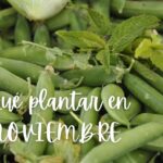 17 Semillas de Plantas Nativas para Sembrar Directamente en Noviembre
