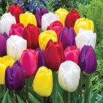 17 Variantes Espectaculares de Tulipanes para Plantar Hoy
