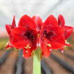 17 Variedades de Amaryllis para Hermosas Flores de Invierno