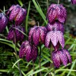17 Variedades de Fritillarias para Cultivar Esta Temporada