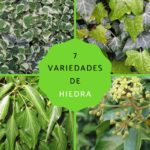 17 variedades de hiedra que debes conocer