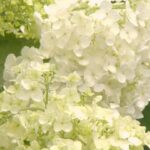 17 Variedades de Hortensias Blancas con Impresionantes Flores
