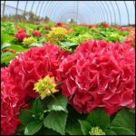 17 variedades de hortensias con impresionantes flores rojas