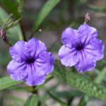 17 Variedades de Petunias Moradas Para Tus Jardines Florales
