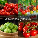 17 Variedades de Tomates para Jardines con Poca Luz Solar