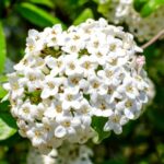 17 Variedades Exquisitas de Viburnum para Cultivar Este Año