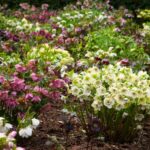 17 Variedades Únicas de Helleboros Para Tus Jardines Florales